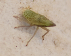 Dictyophara multireticulata