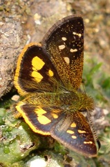 Dalla pulchra