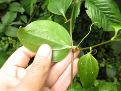 Smilax domingensis