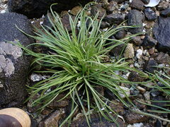 Plantago maritima