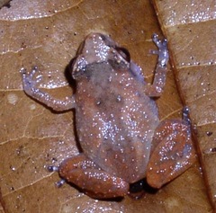 Diasporus