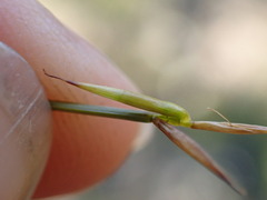 Carex pauciflora