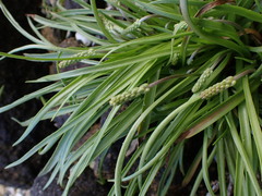 Plantago maritima