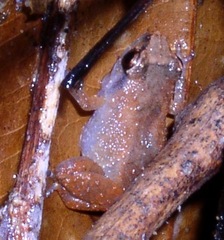 Diasporus