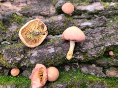 Gymnopilus luteofolius
