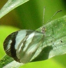 Dismorphia zathoe pallidula