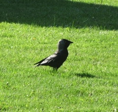 Corvus monedula spermologus