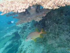 Sargocentron spiniferum