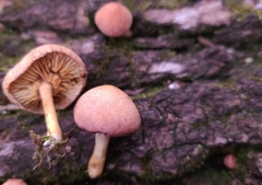 Gymnopilus luteofolius