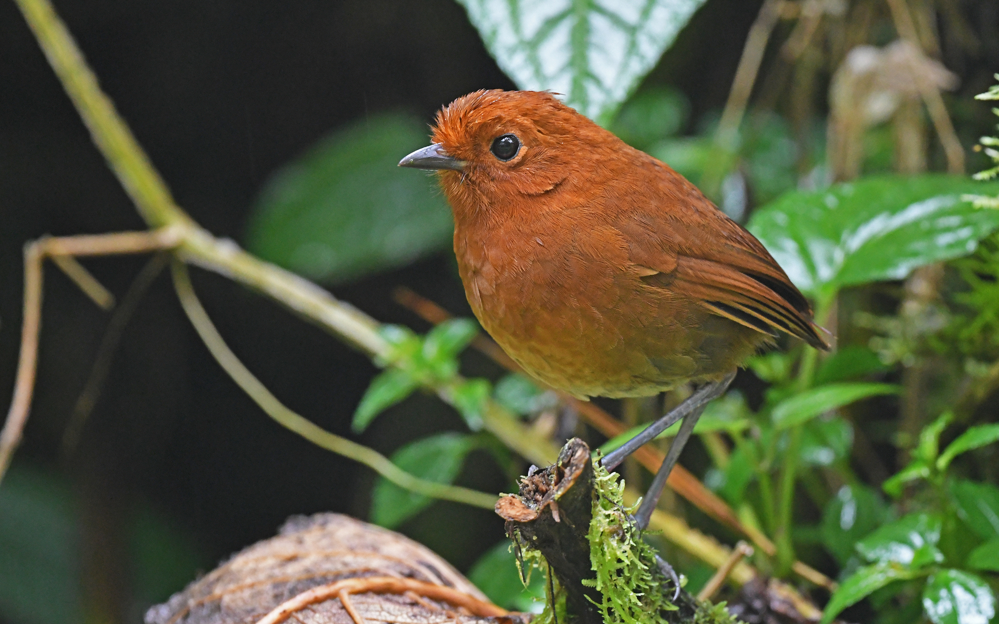 Chami Antpitta (Grallaria alvarezi)