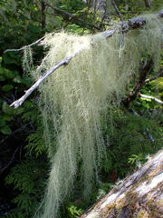 Usnea longissima