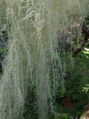 Usnea longissima