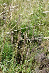 Arctagrostis arundinacea