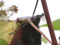 Chalcolestes viridis