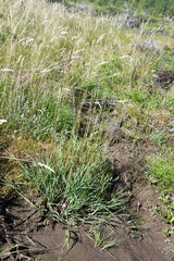 Arctagrostis arundinacea