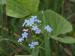 Brunnera sibirica
