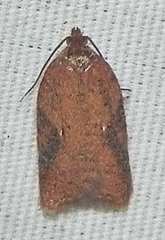 Acleris semiannula