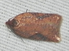 Acleris semiannula