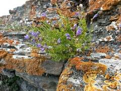 Dracocephalum peregrinum