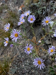 Aster biennis