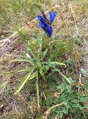Gentiana decumbens