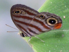 Euptychia insolata
