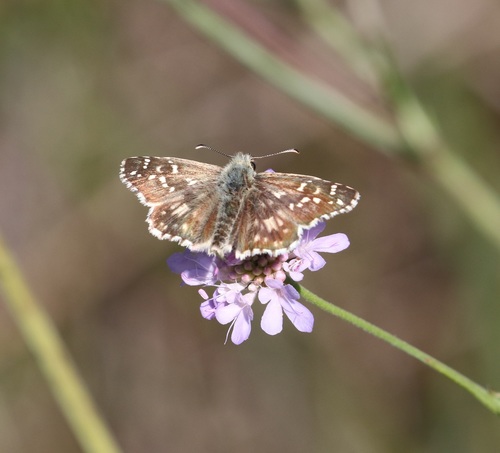 Oberthür's grizzled skipper