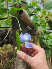 Psophocarpus tetragonolobus