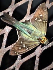 Urbanus proteus proteus