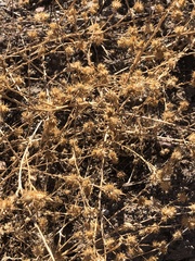 Centaurea melitensis