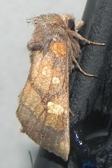 Papaipema impecuniosa