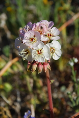 Chylismia claviformis aurantiaca