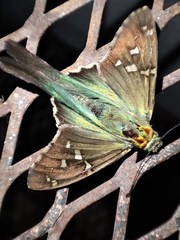 Urbanus proteus proteus