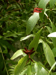 Neurothemis taiwanensis