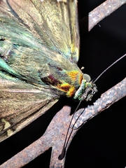 Urbanus proteus proteus