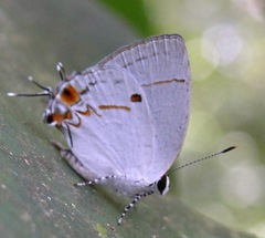 Iaspis andersoni