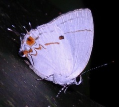 Iaspis andersoni