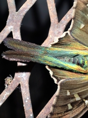 Urbanus proteus proteus