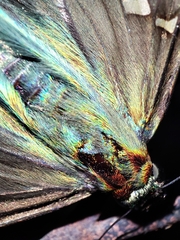 Urbanus proteus proteus