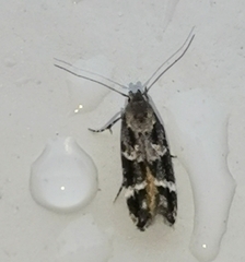 Mompha sturnipennella