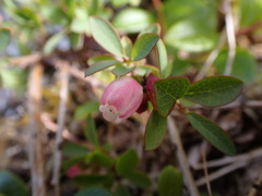 Vaccinium uliginosum