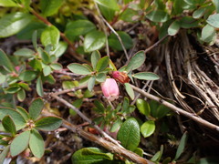 Vaccinium uliginosum