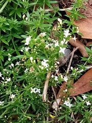 Galium humifusum