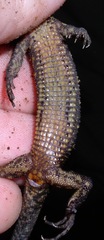 Lepidophyma flavimaculatum