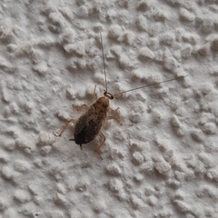 Planuncus tingitanus