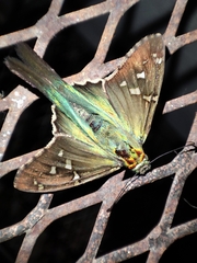 Urbanus proteus proteus