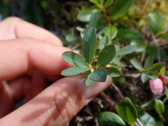 Vaccinium uliginosum