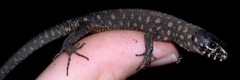 Lepidophyma flavimaculatum