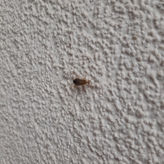 Planuncus tingitanus