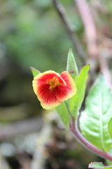 Oenothera epilobiifolia